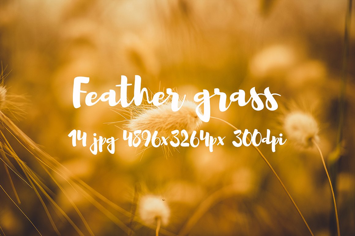 Feather grass photo pack