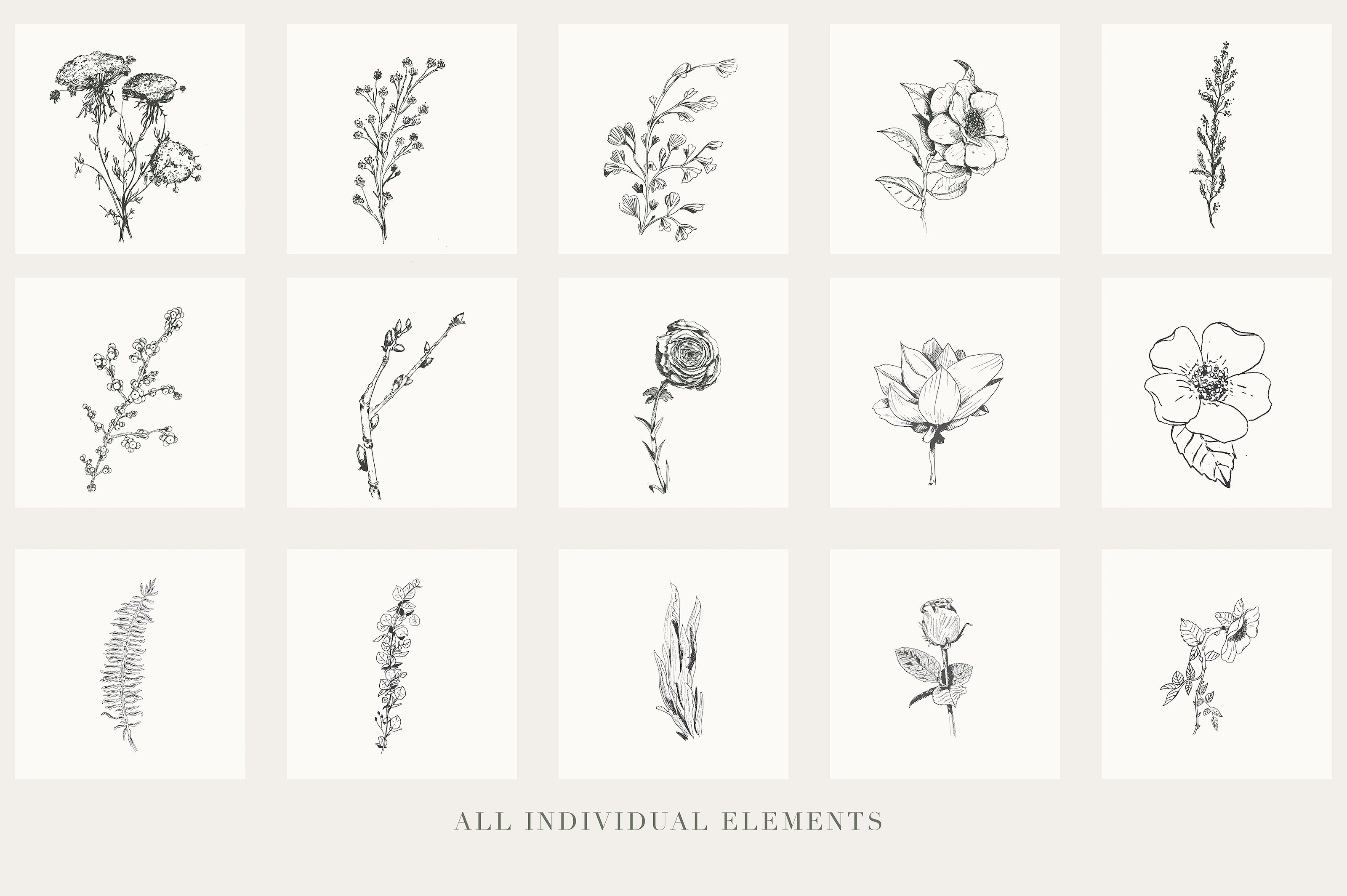 手绘花卉植物草图设计素材Botanical Illustra