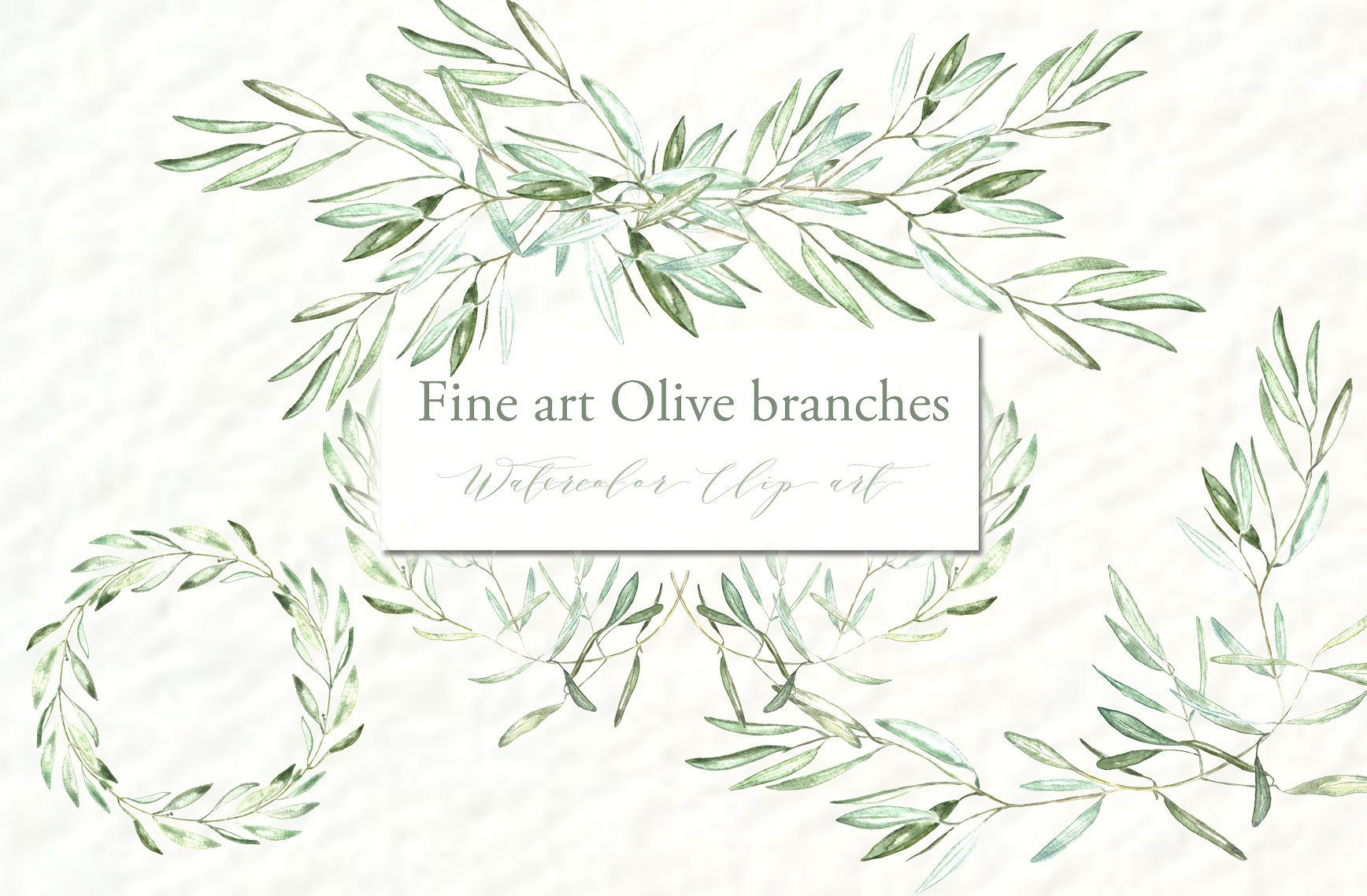 手绘水彩艺术橄榄枝设计素材Olive branches. F