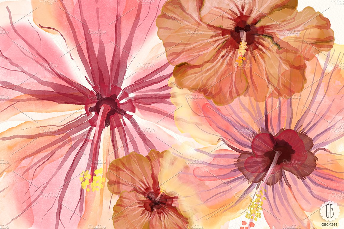手绘水彩热带植物设计素材Watercolor hibiscu