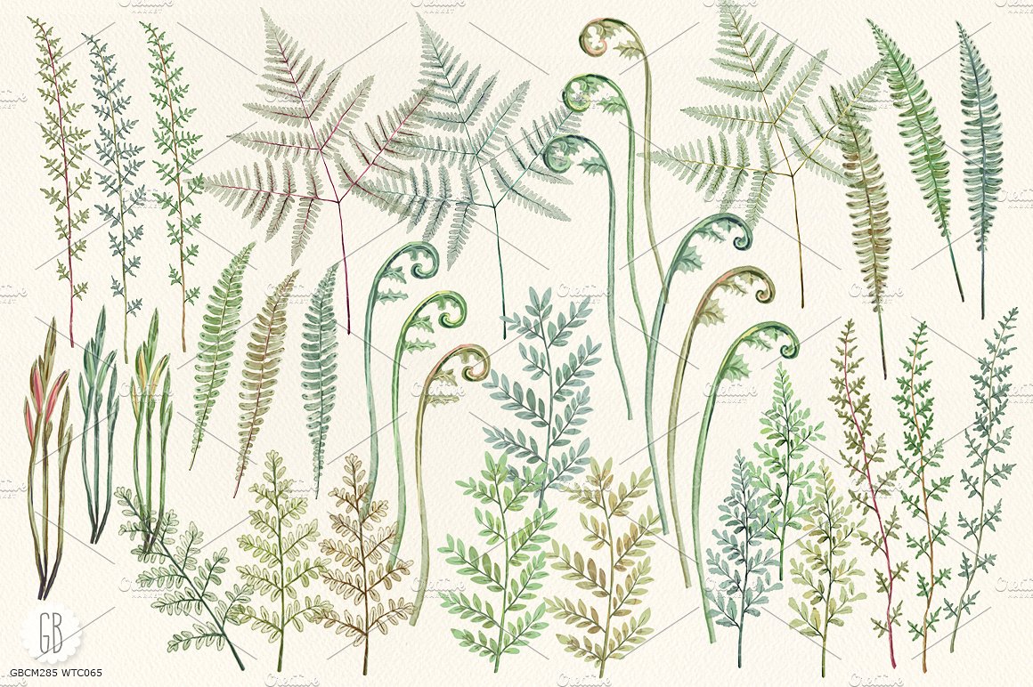 手绘水彩绿色植物元素设计素材Watercolor fern