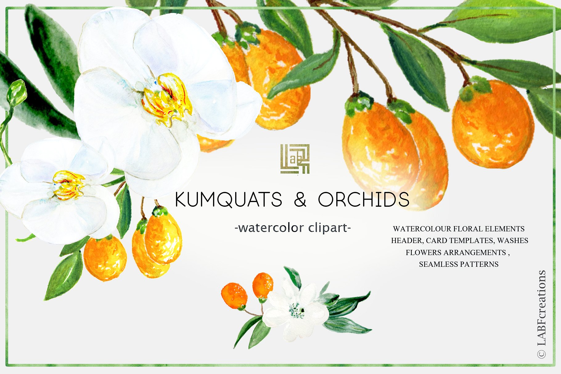 设计水彩金橘和白兰花设计素材Kumquat &whi