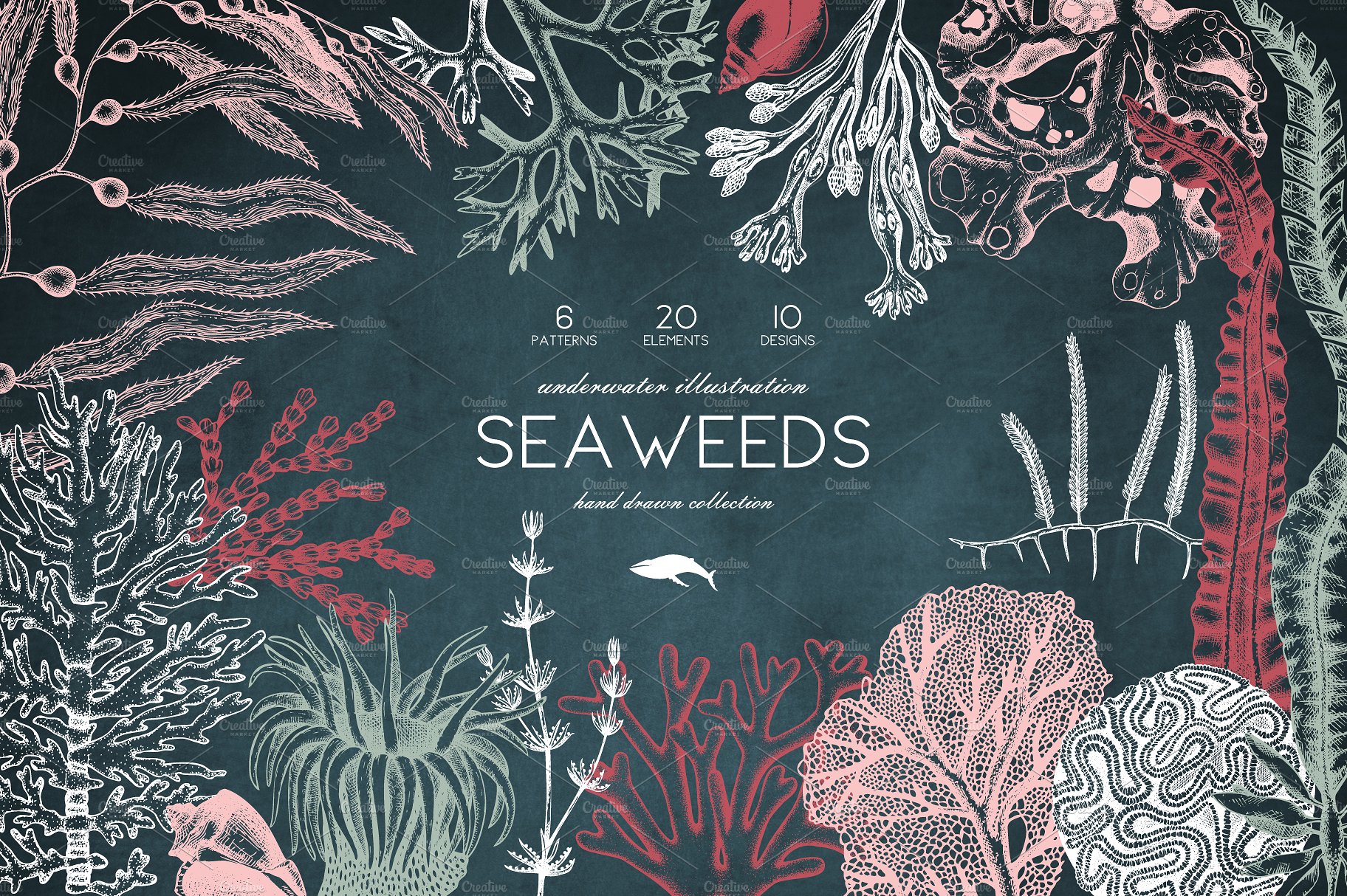 精美手绘粉笔效果插画设计素材Vector Seaweeds