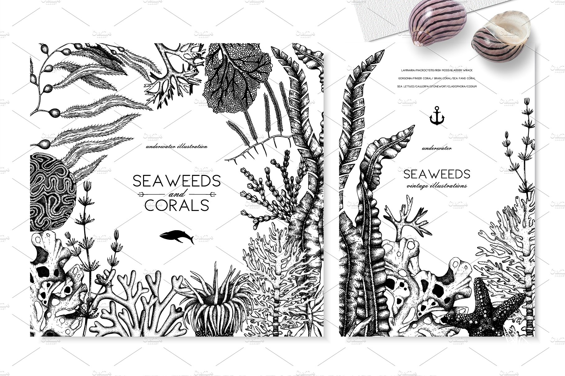 精美手绘粉笔效果插画设计素材Vector Seaweeds