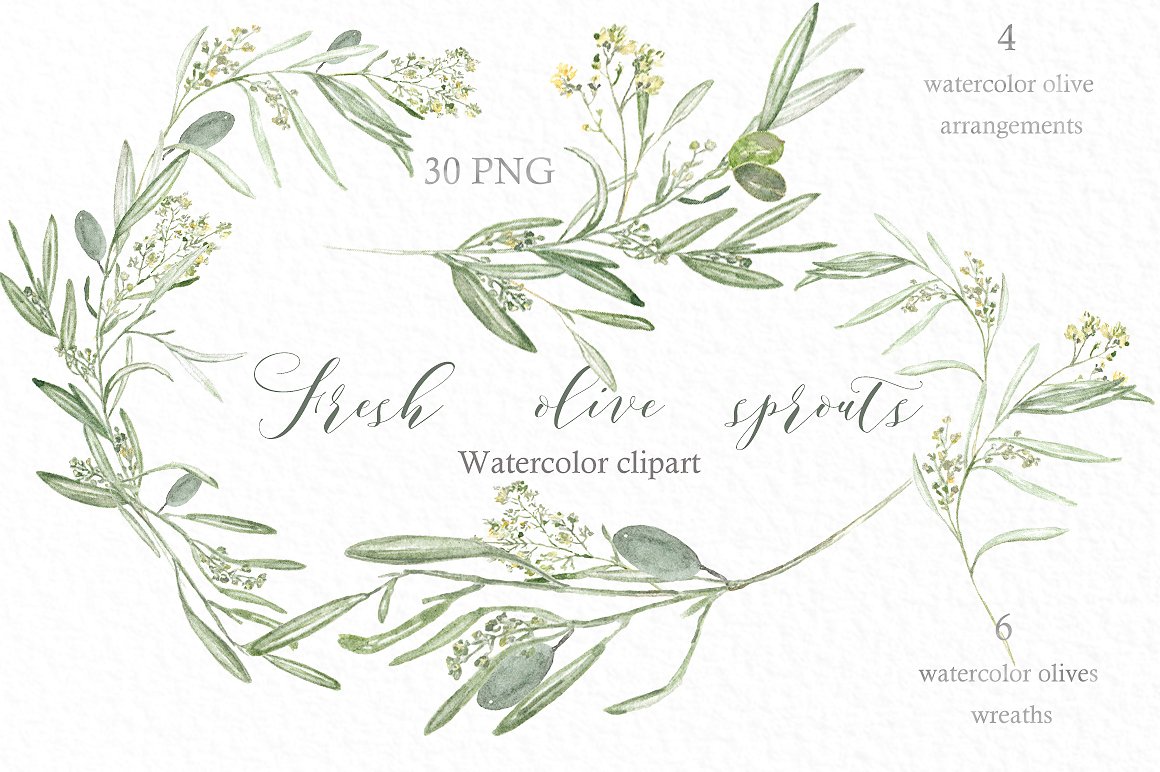 优雅手绘水彩花环设计素材Olive sprouts wrea