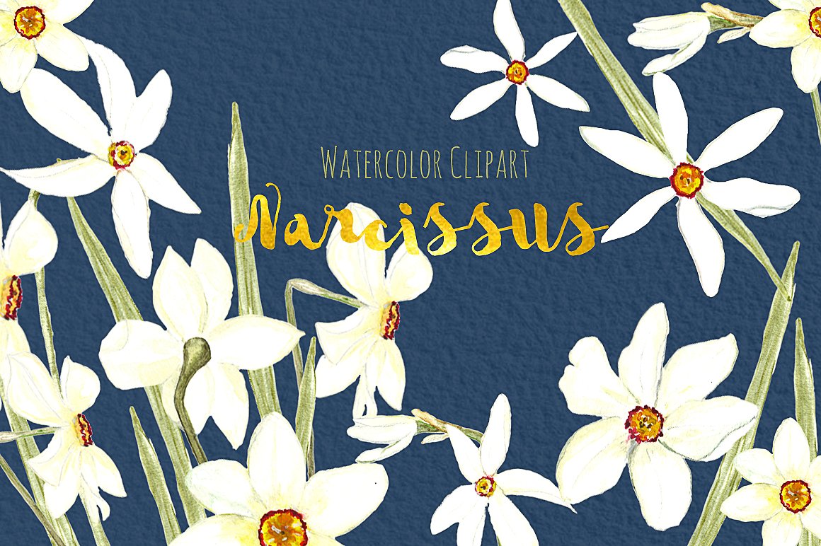 手绘水彩水仙花设计素材White Narcissus Wat