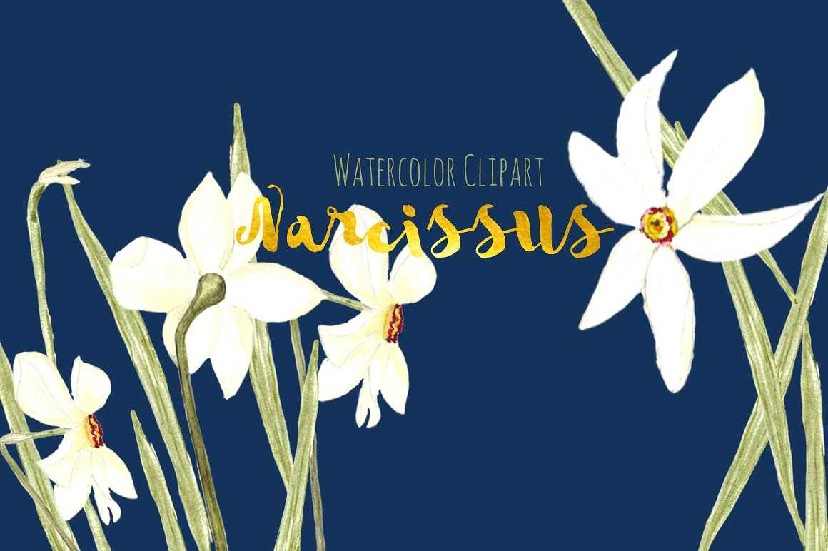 手绘水彩水仙花设计素材White Narcissus Wat