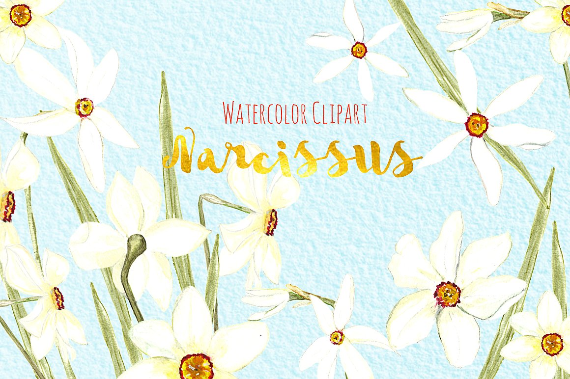 手绘水彩水仙花设计素材White Narcissus Wat