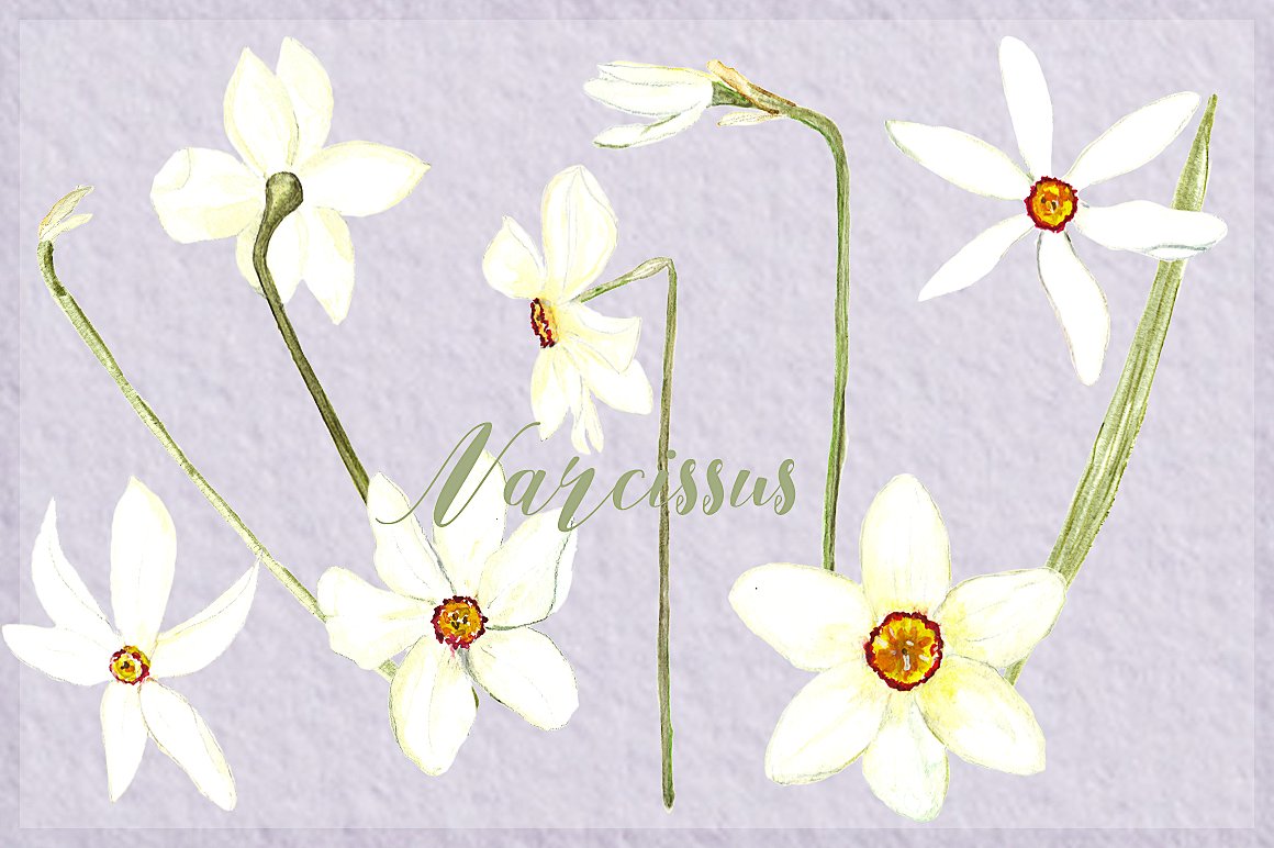 手绘水彩水仙花设计素材White Narcissus Wat