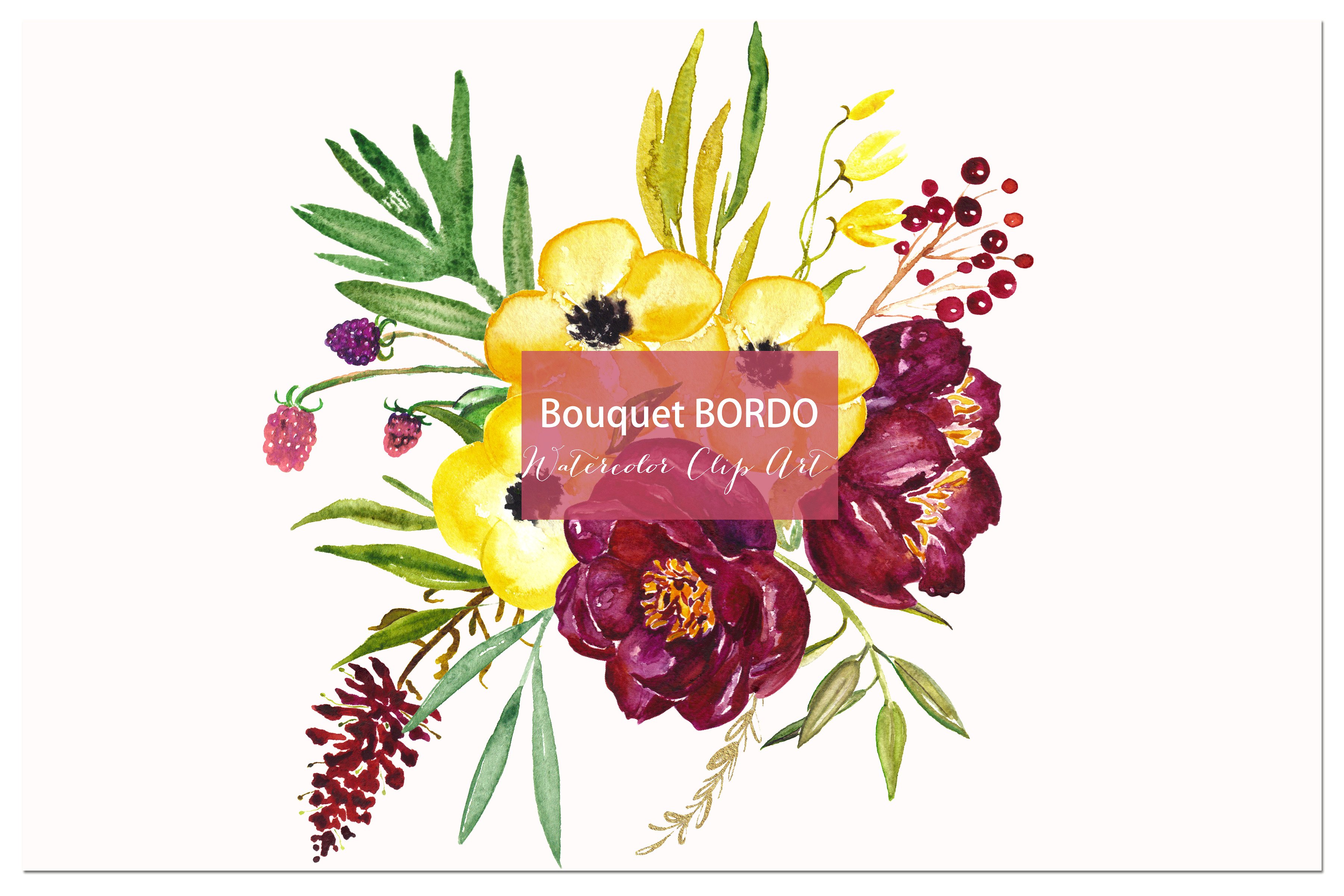 Peony Bordo. Watercolor Clipar