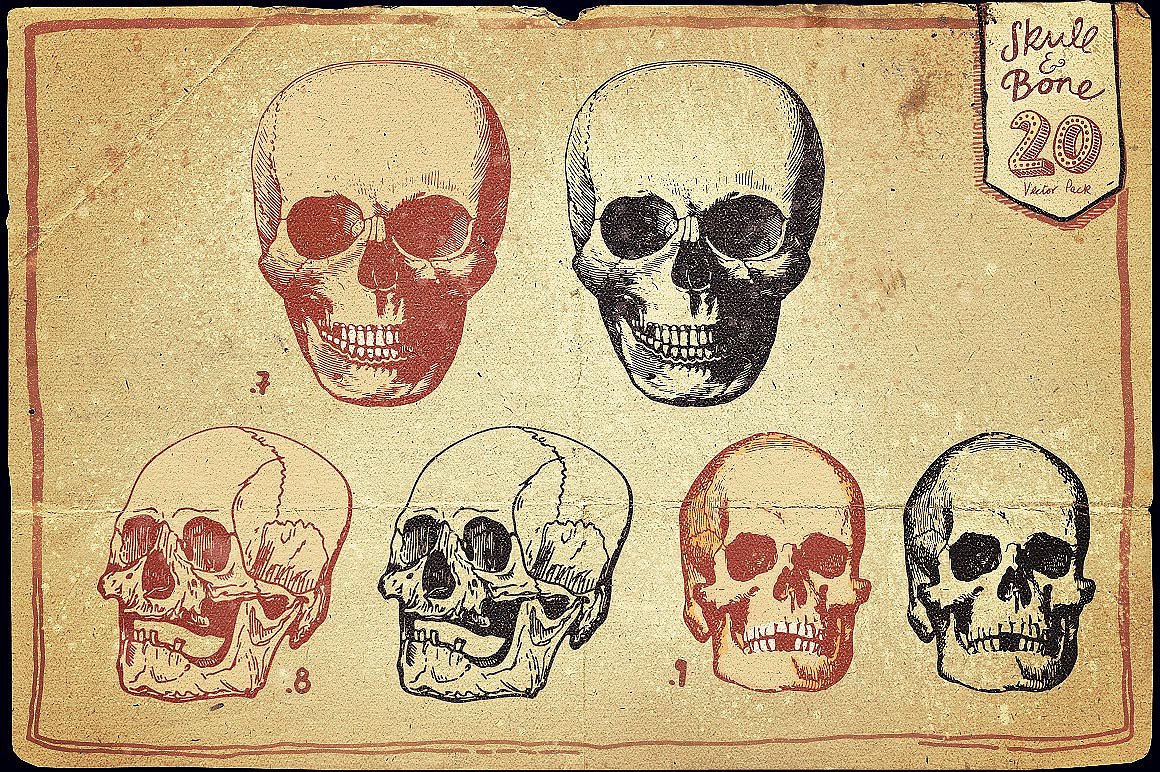 Vintage Skull and Bone Vector