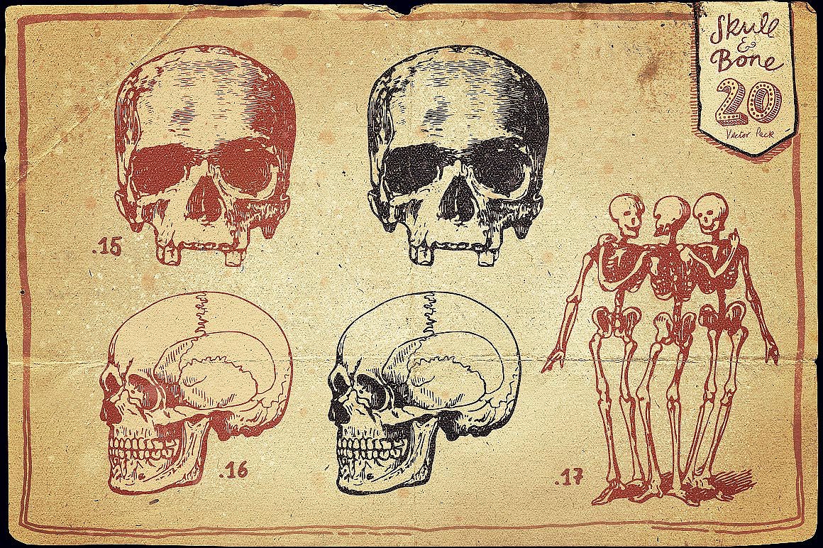 Vintage Skull and Bone Vector