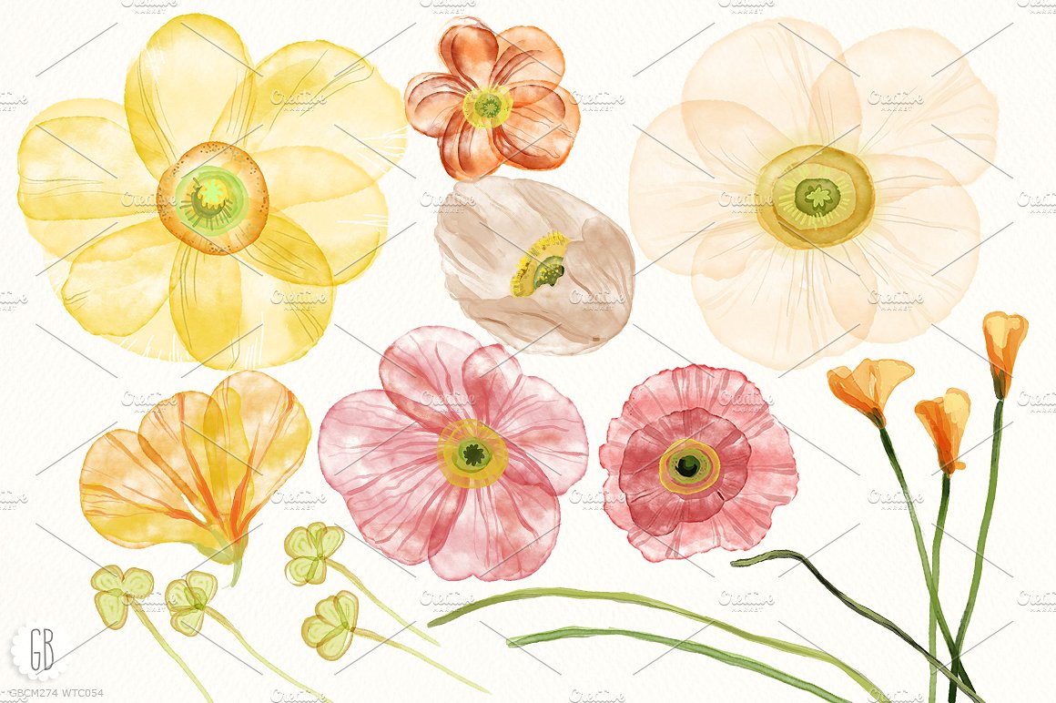 Watercolor islandic poppies fl