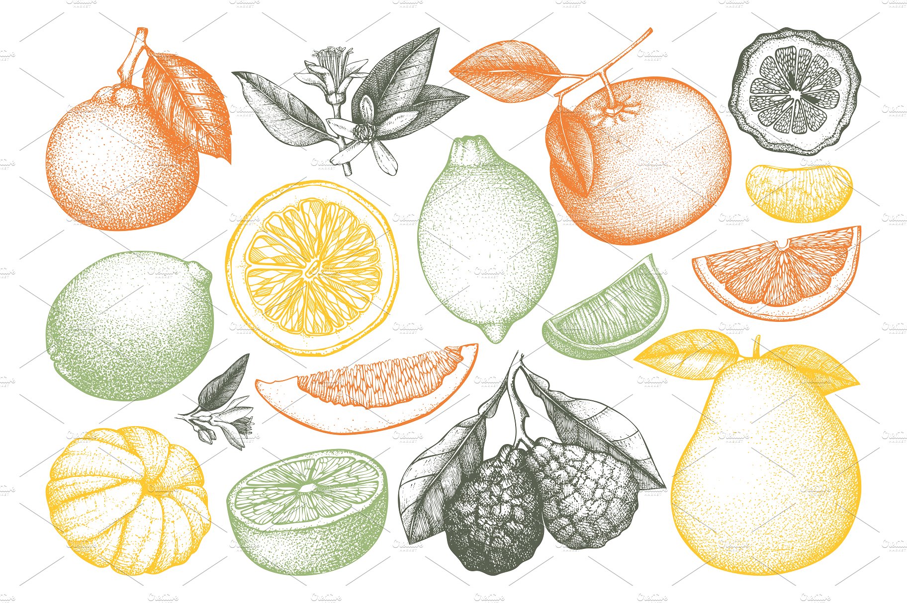 Vector Citrus Fruits Illustrat