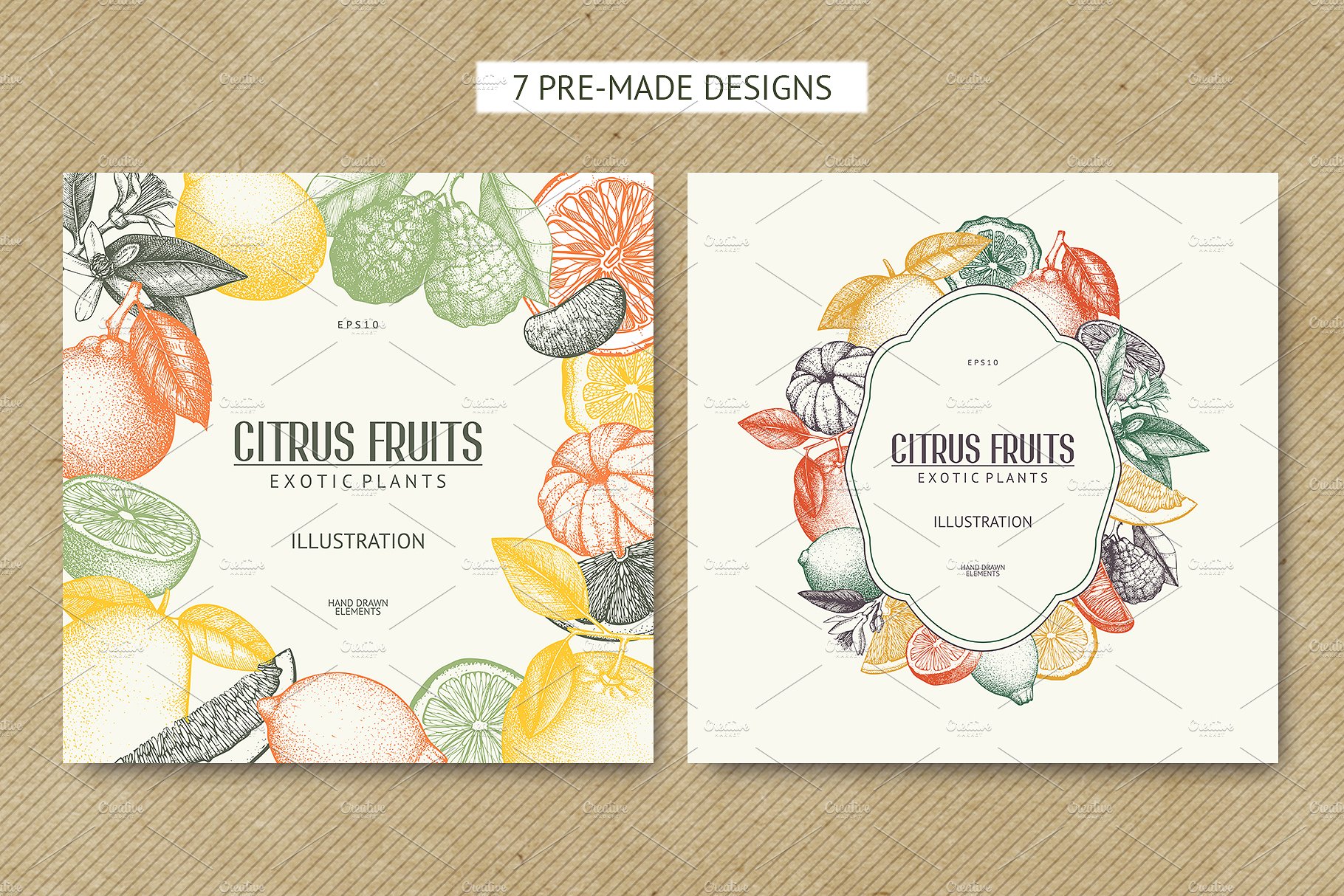 Vector Citrus Fruits Illustrat