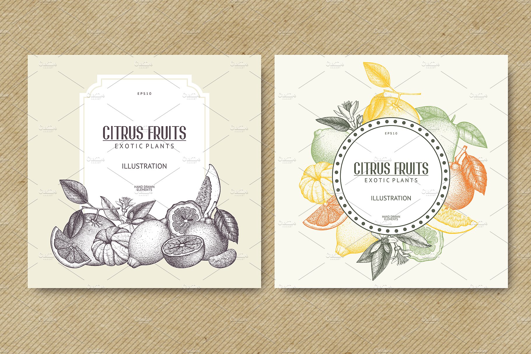 Vector Citrus Fruits Illustrat