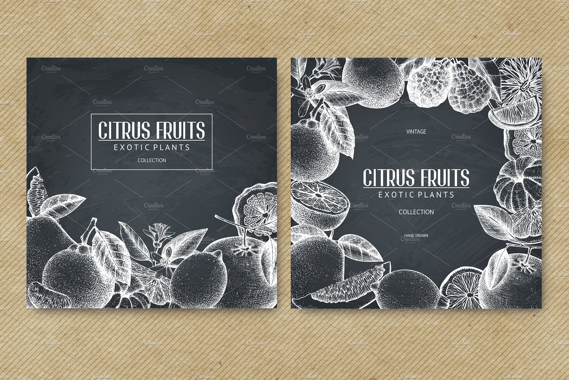 Vector Citrus Fruits Illustrat