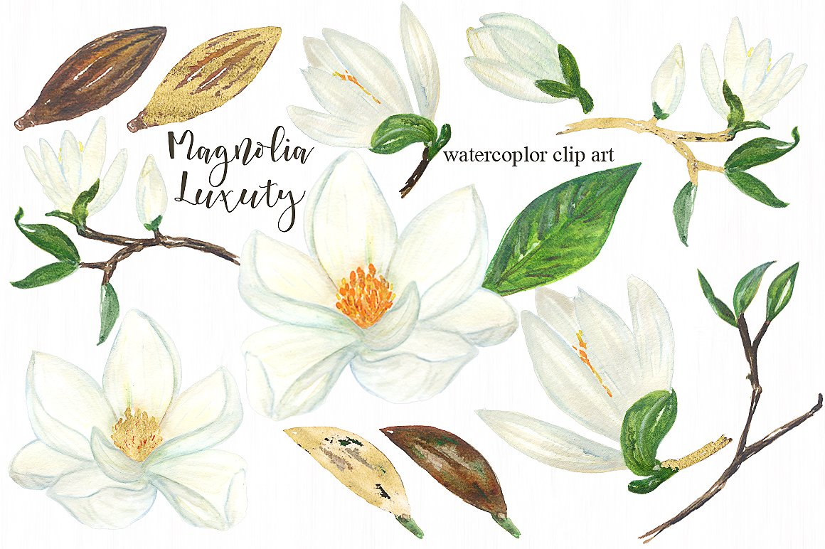 Magnolia white luxury clipart