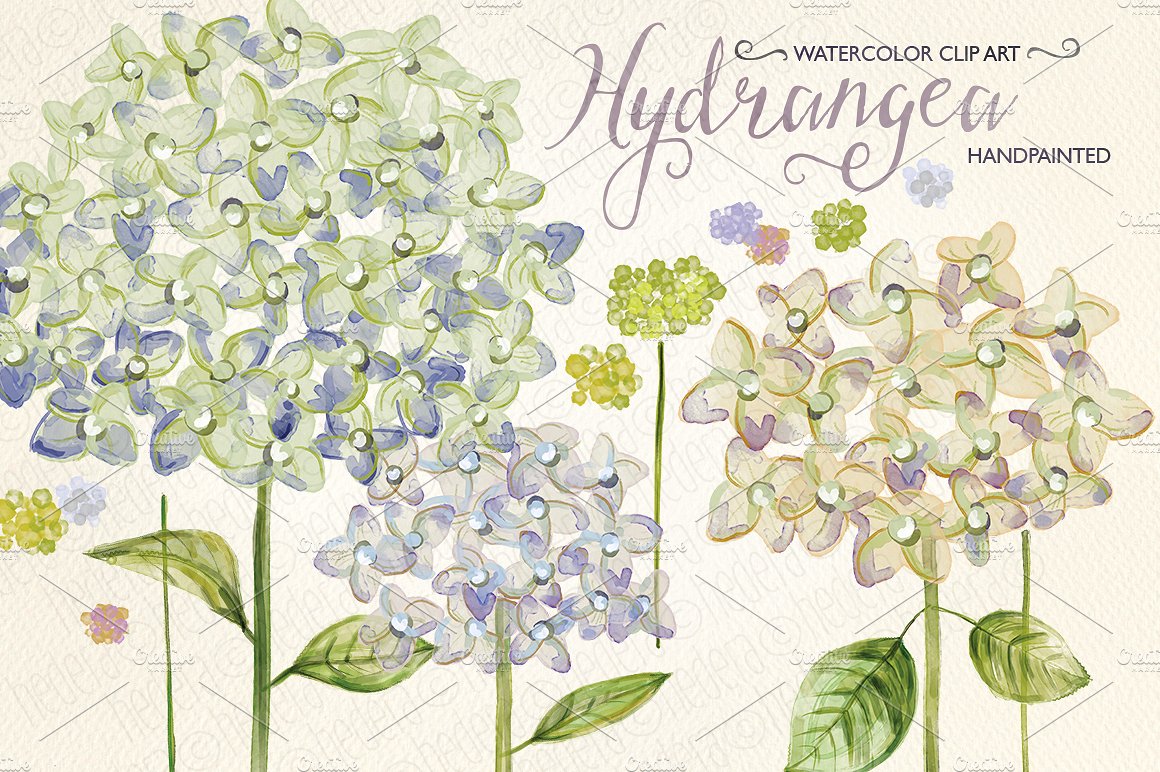 Watercolor hydrangea, hand pai