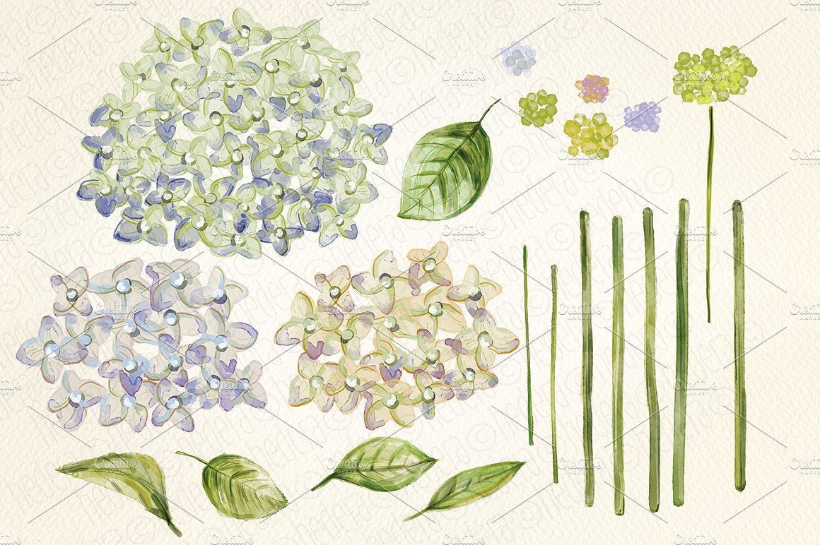 Watercolor hydrangea, hand pai