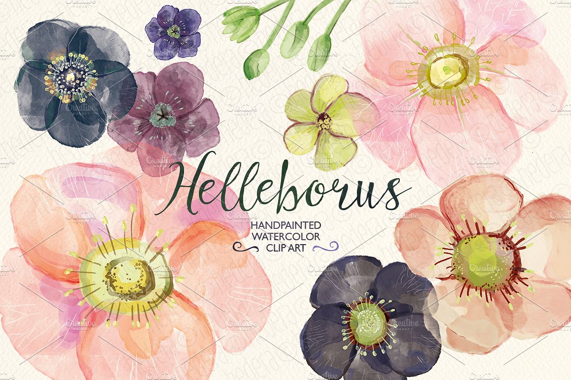 Watercolor hellebore flowers c