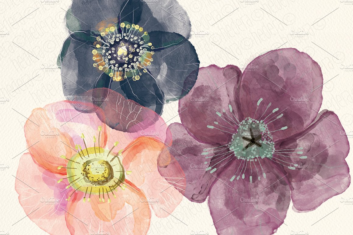 Watercolor hellebore flowers c