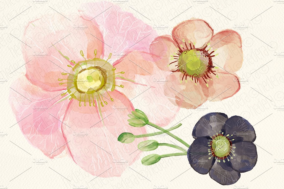 Watercolor hellebore flowers c