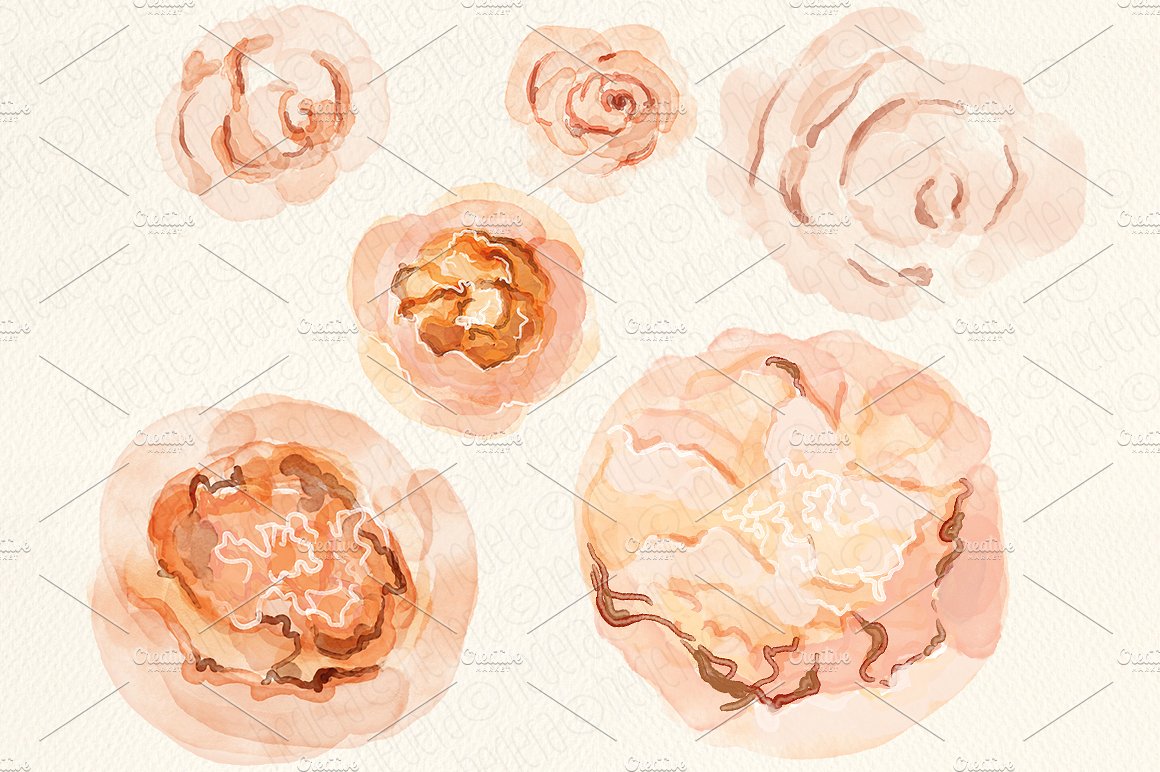 橘红色的水彩玫瑰花PNG免扣超清素材包 Watercolor
