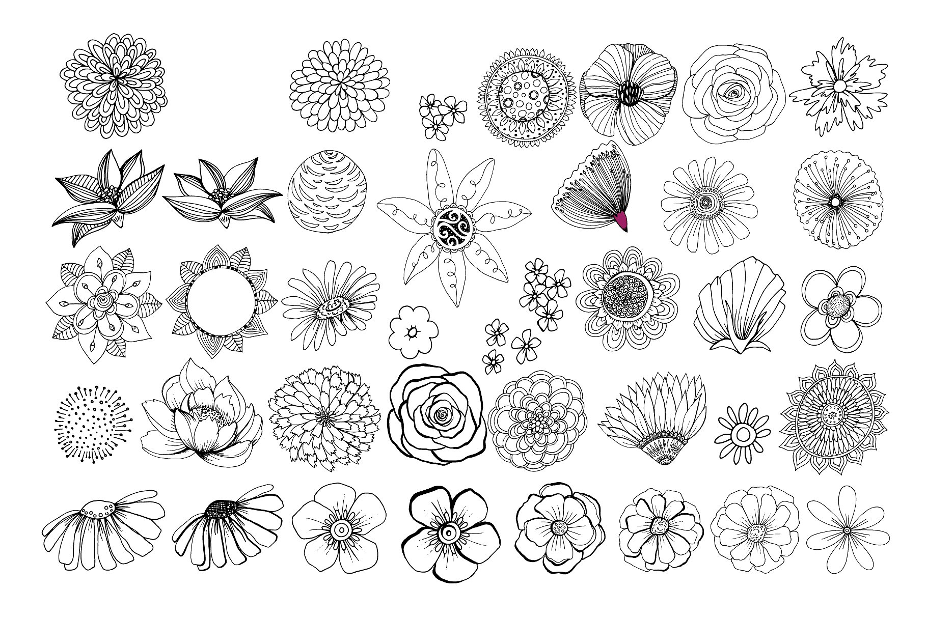 Flower Line Art -amp; Floral W