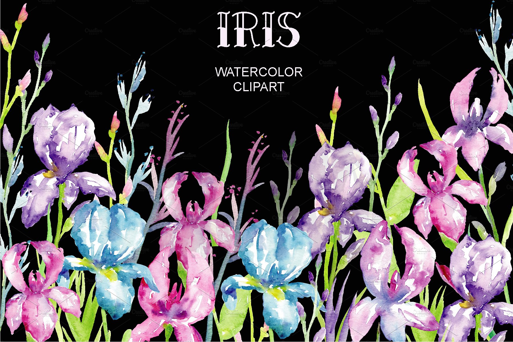 Watercolor Blue, Purple Iris C