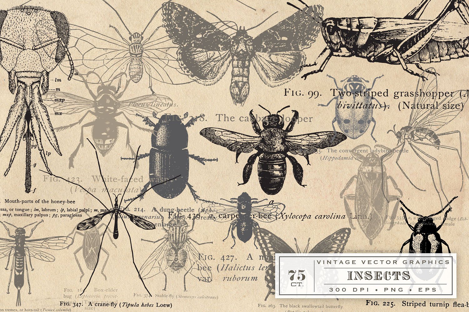 Antique Insect Vector Graphics