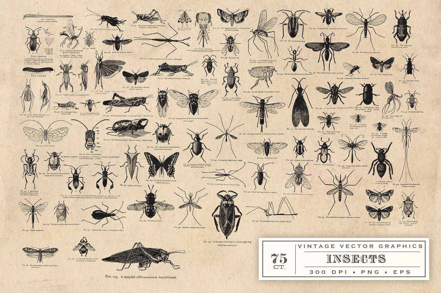 Antique Insect Vector Graphics