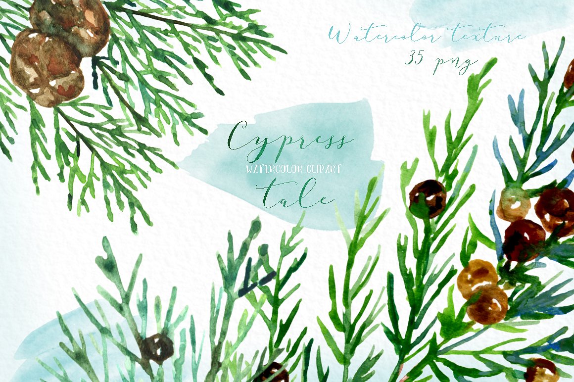 Cypress tale. Watercolor clipa