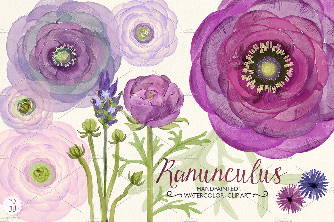 Watercolor purple ranunculus