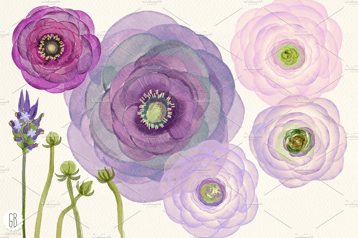 Watercolor purple ranunculus