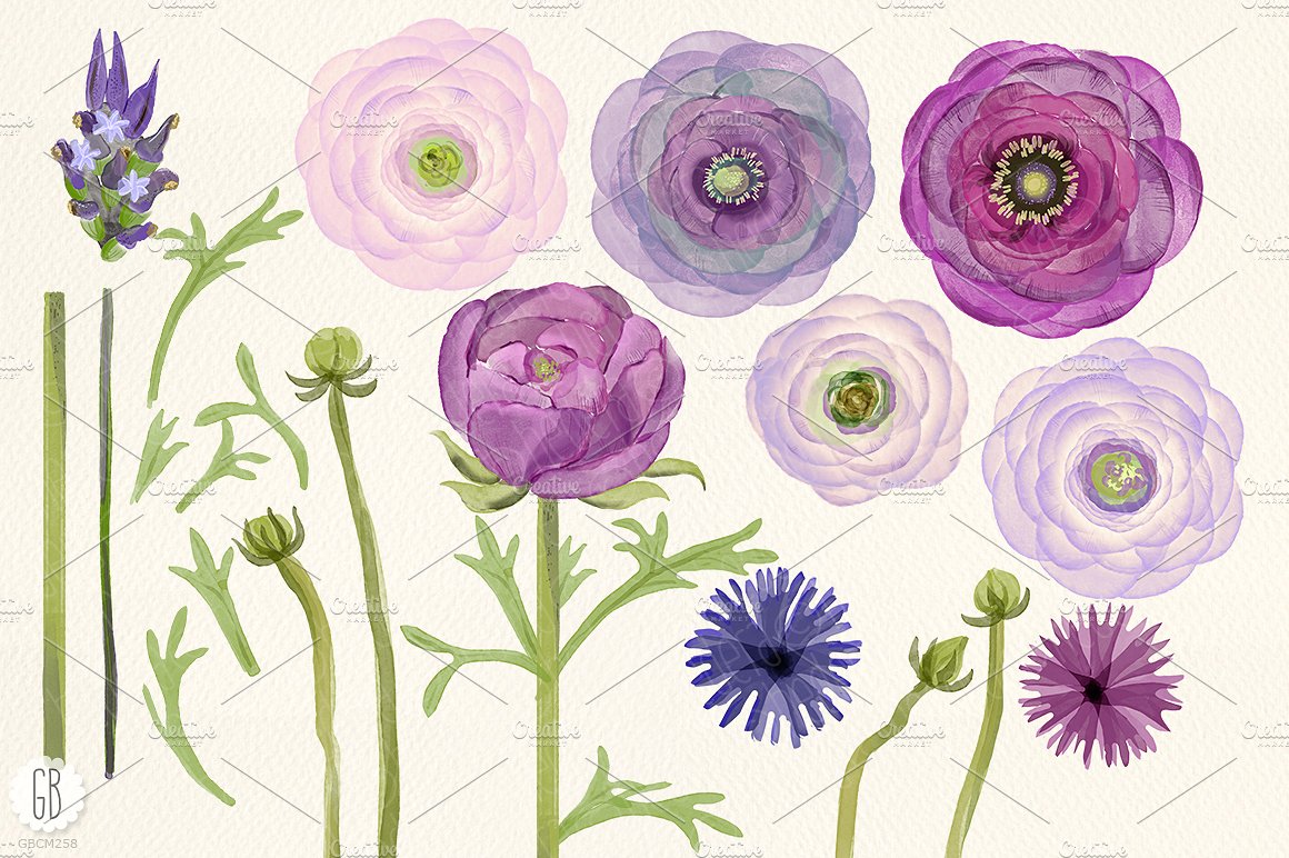 Watercolor purple ranunculus