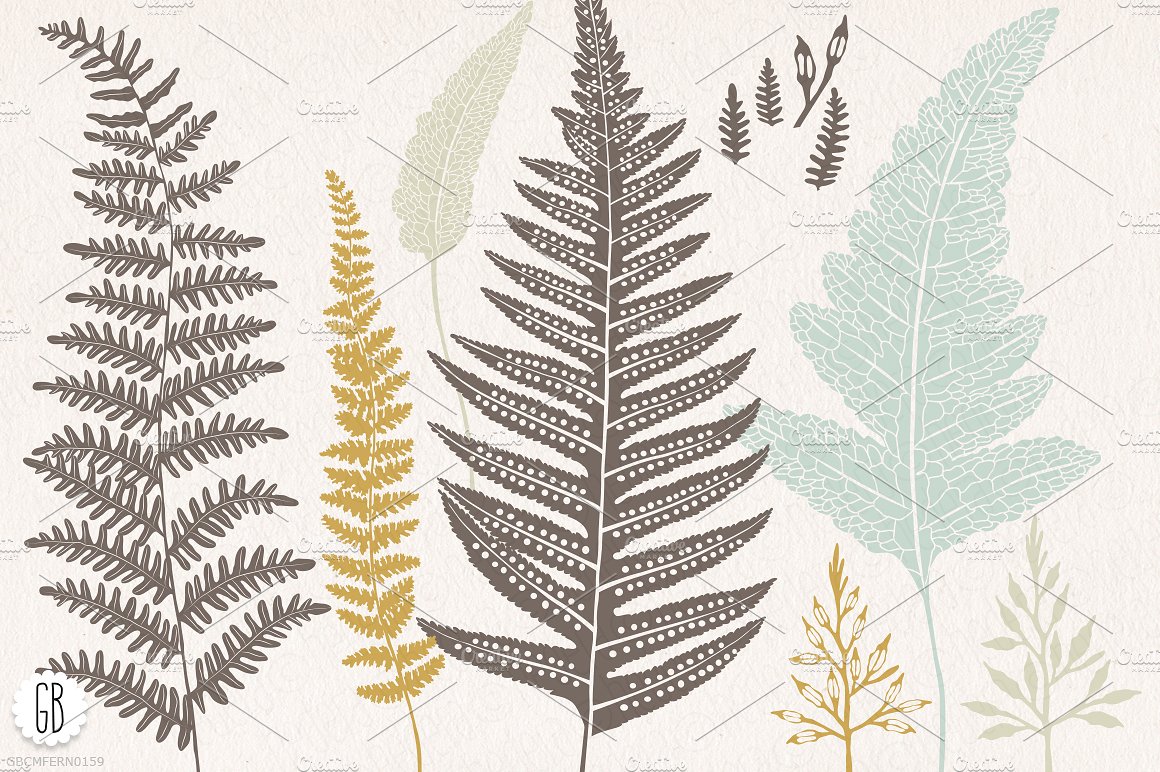 Fern, botanical vector graphic