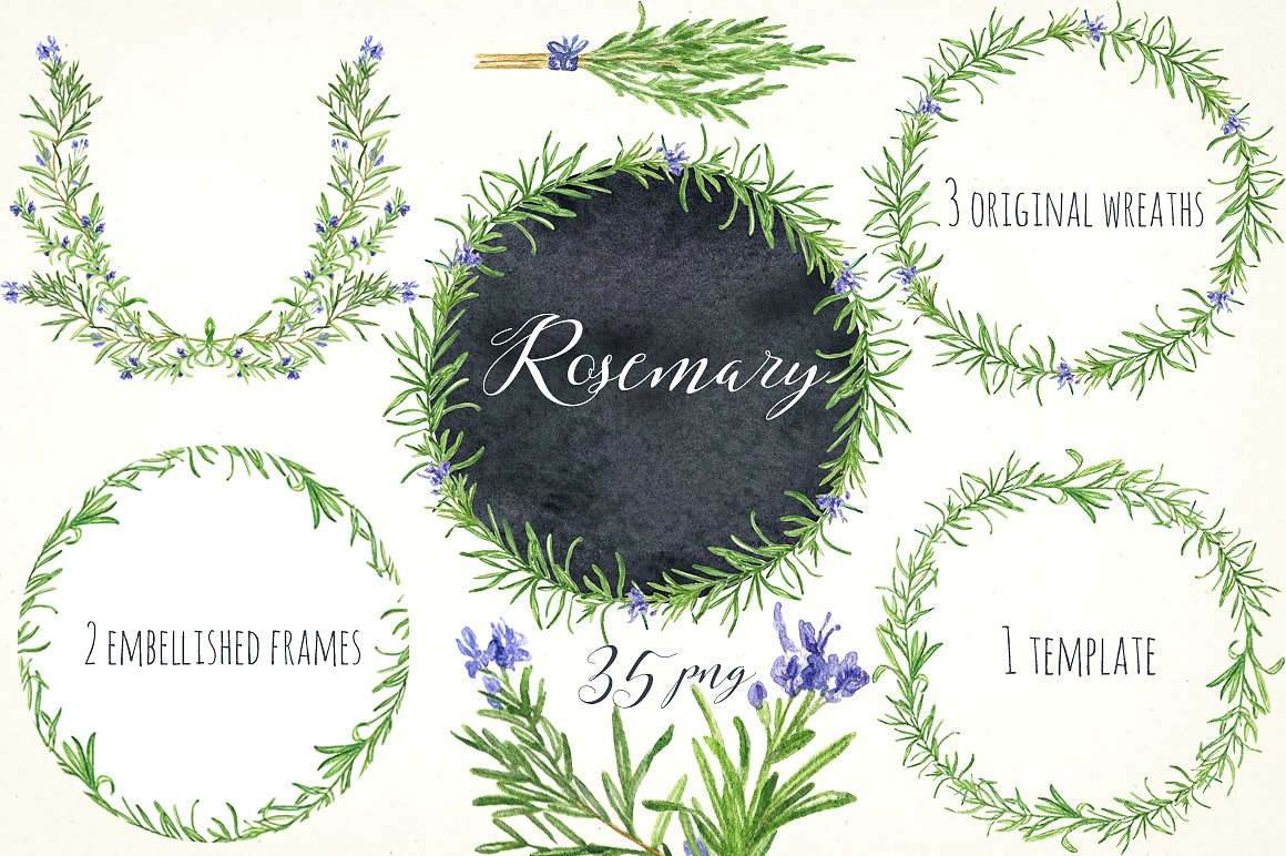 Rosemary. Watercolor clip art.