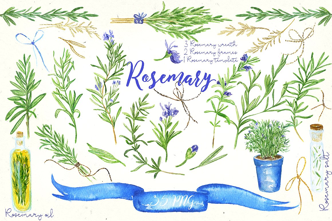 Rosemary. Watercolor clip art.