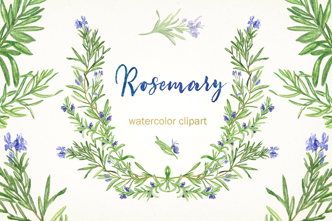 Rosemary. Watercolor clip art.