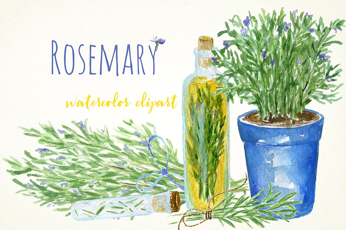 Rosemary. Watercolor clip art.