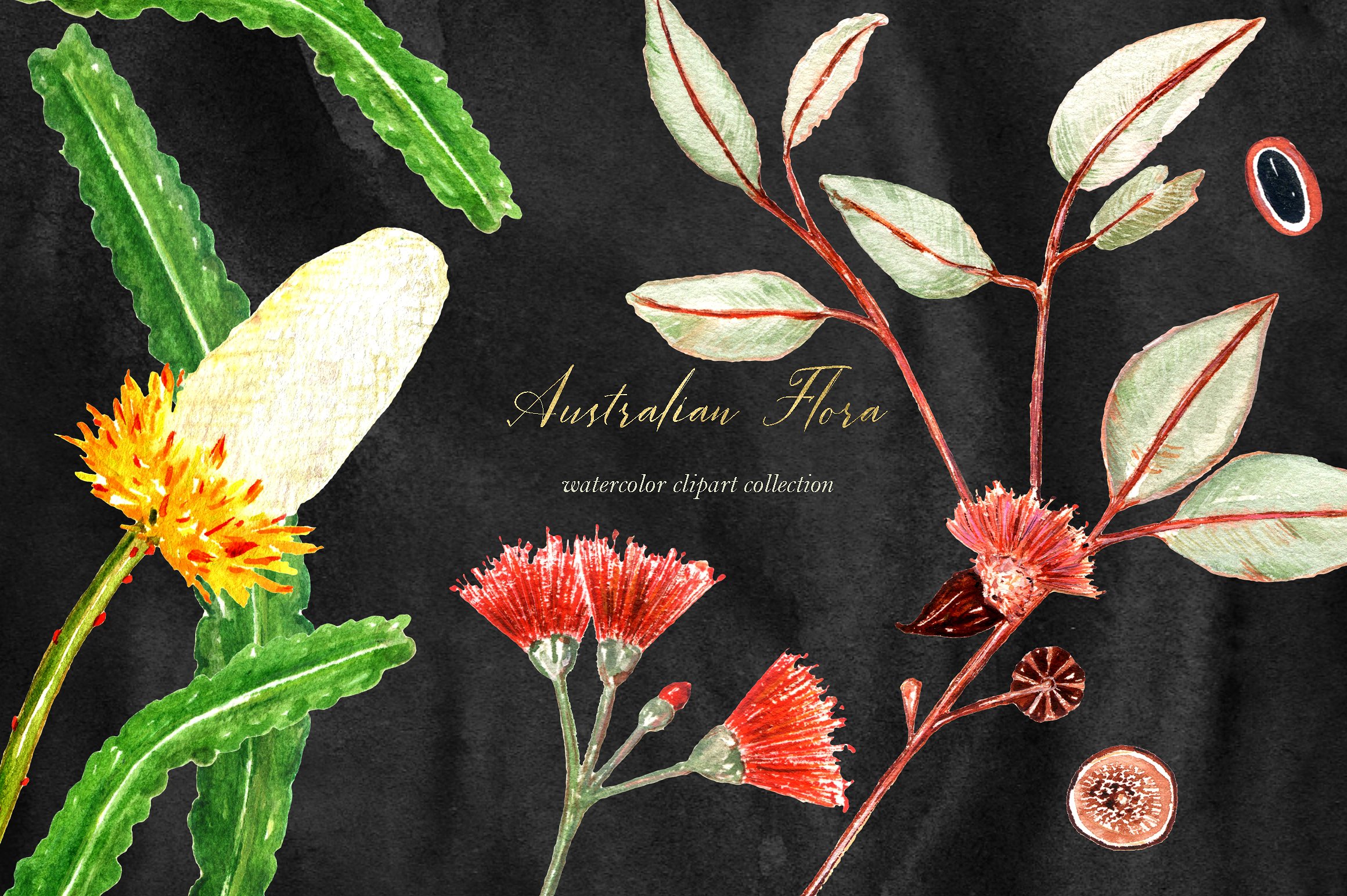 澳大利亚花卉水彩画素材 Australian Flora P