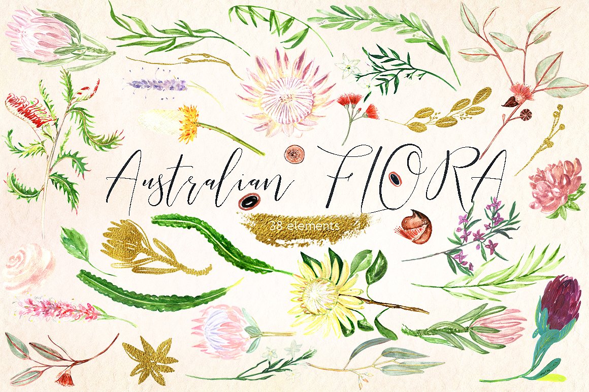澳大利亚花卉水彩画素材 Australian Flora P