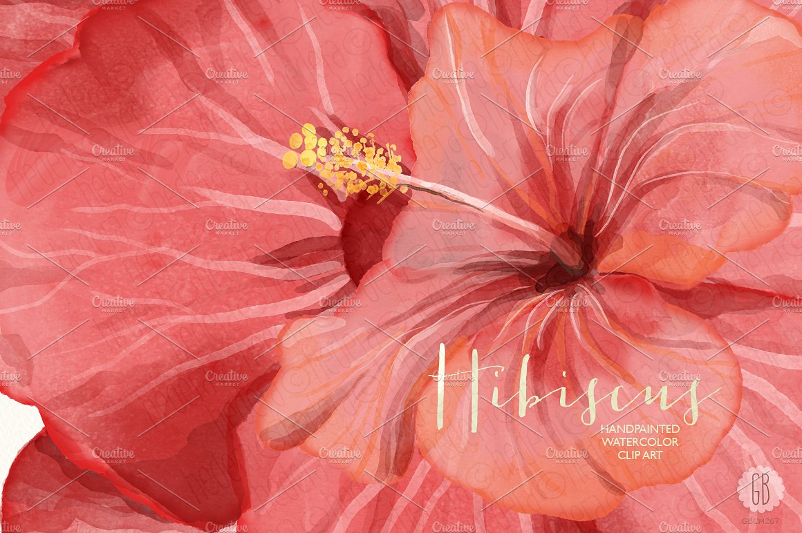 手绘水彩热带植物设计素材Watercolor red hib