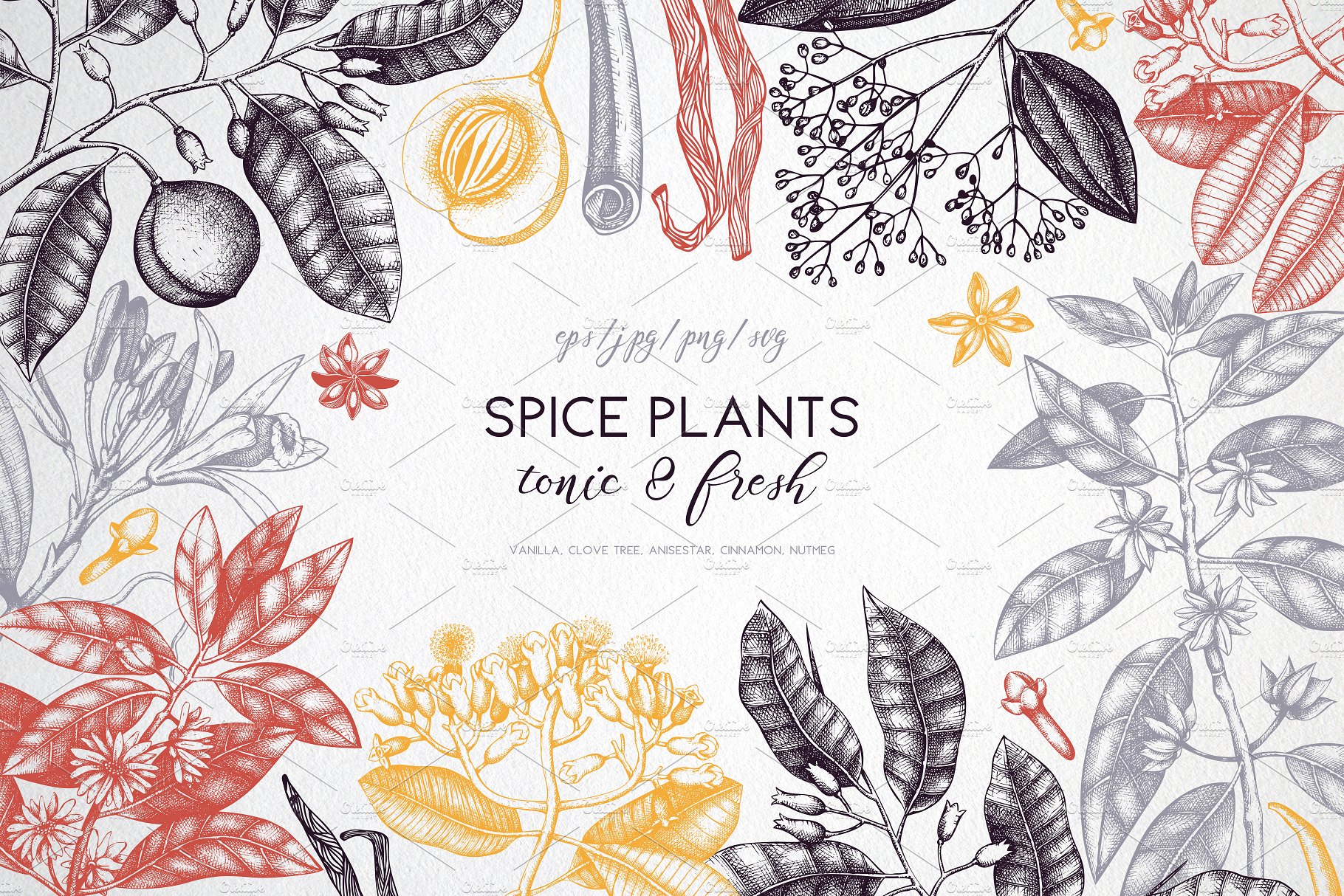 Vector Spicy Plants Collection