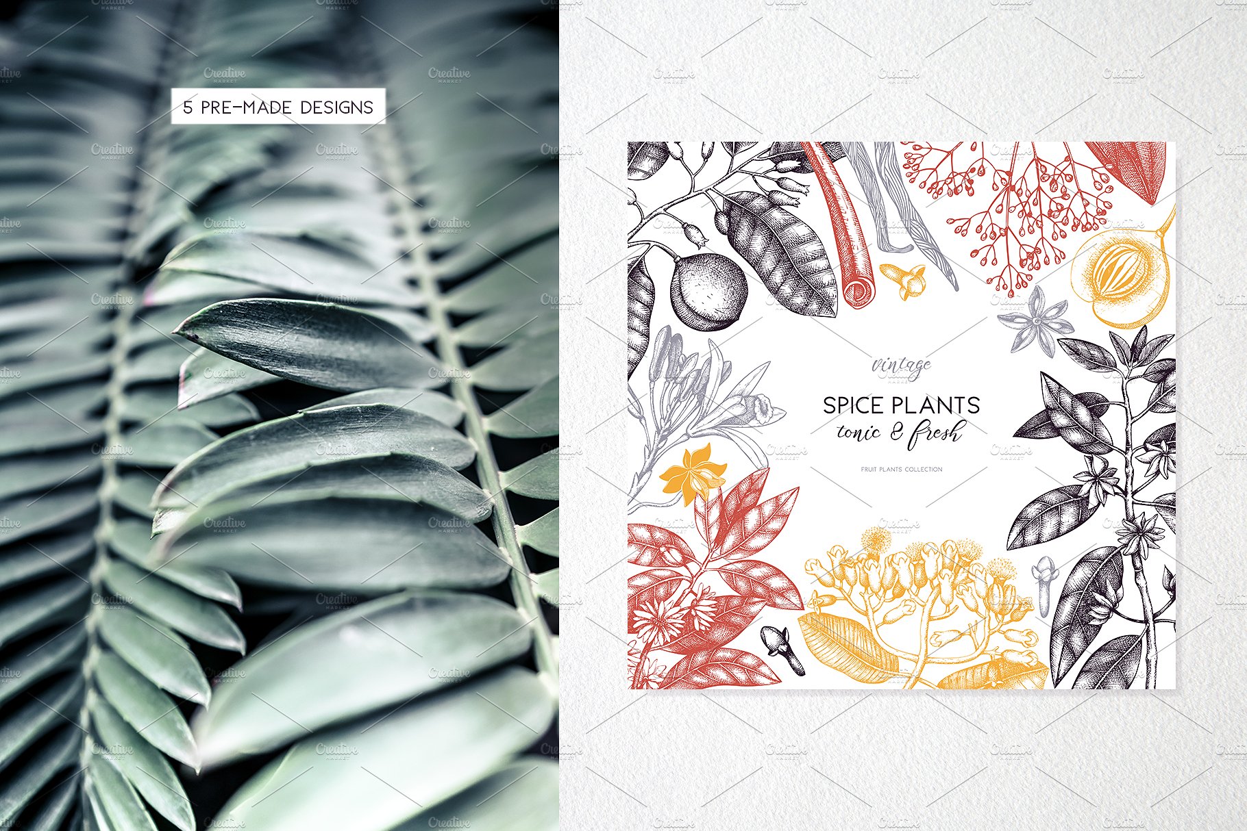 Vector Spicy Plants Collection