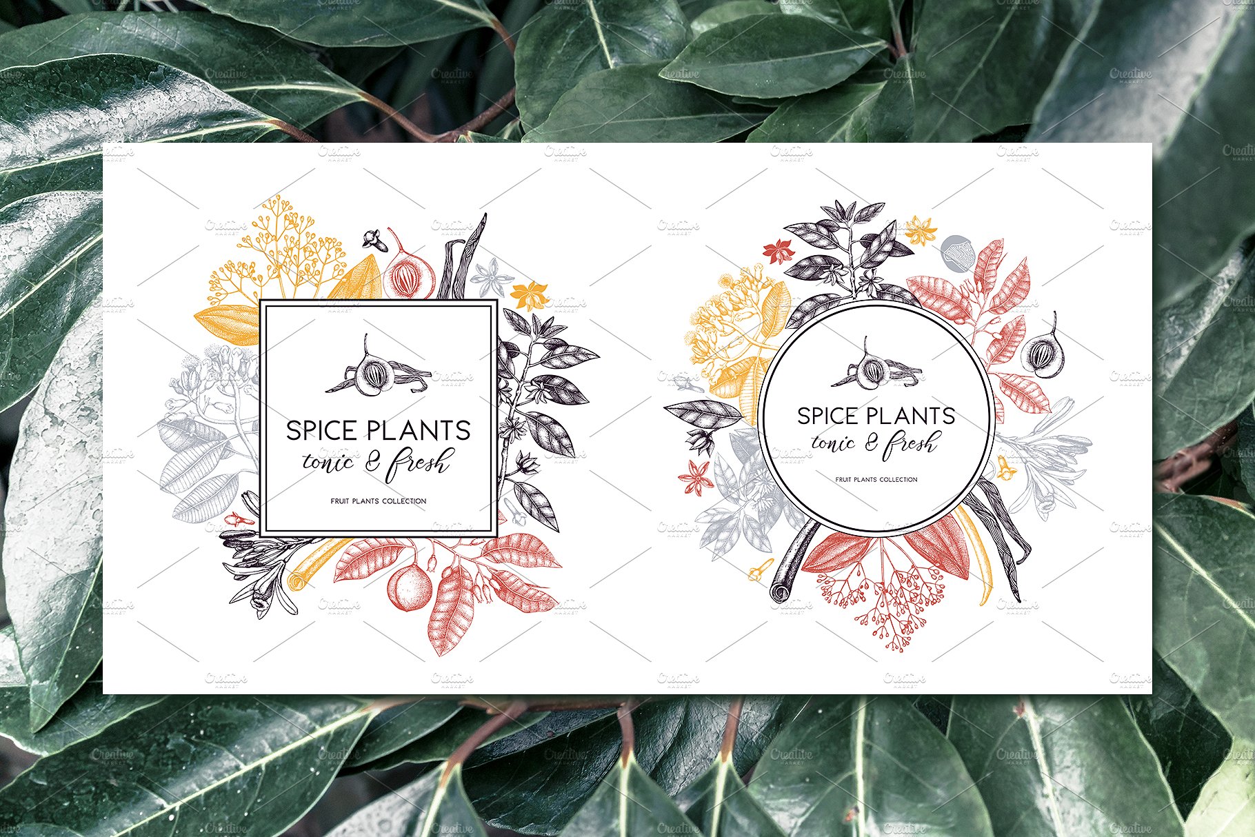 Vector Spicy Plants Collection