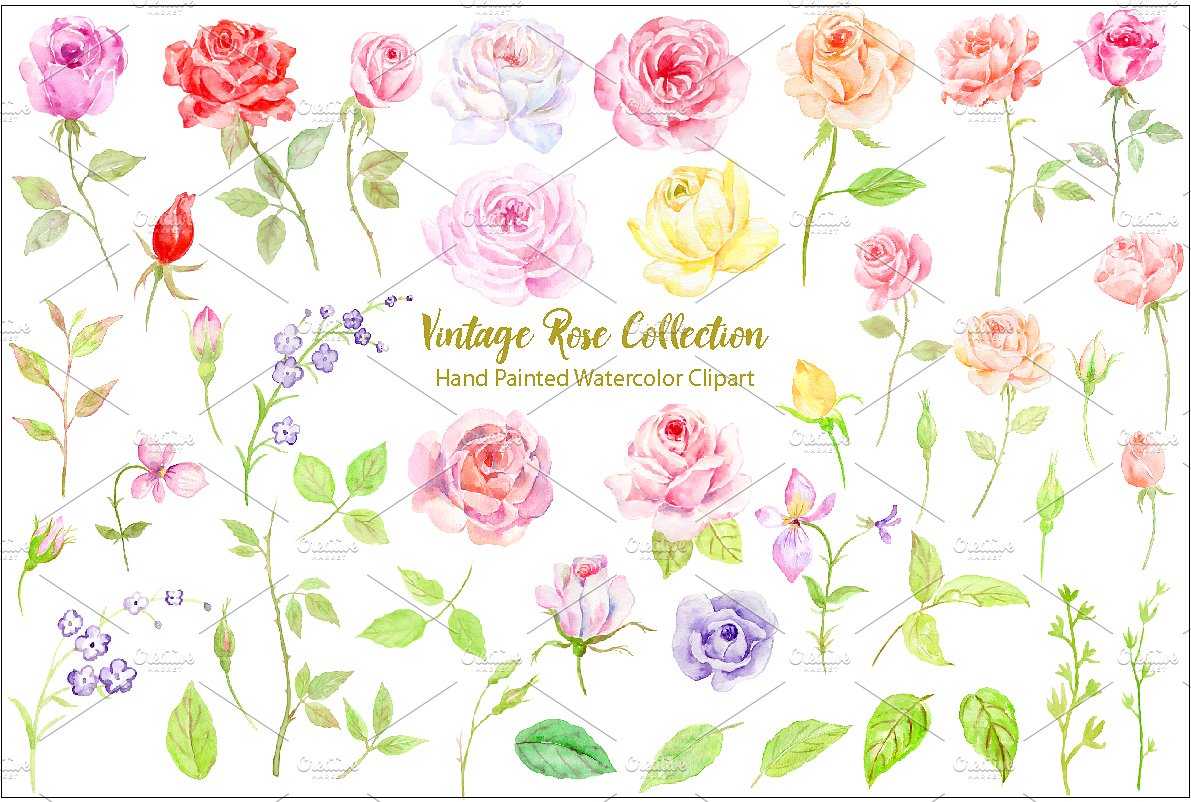 Watercolor Classic Vintage Ros