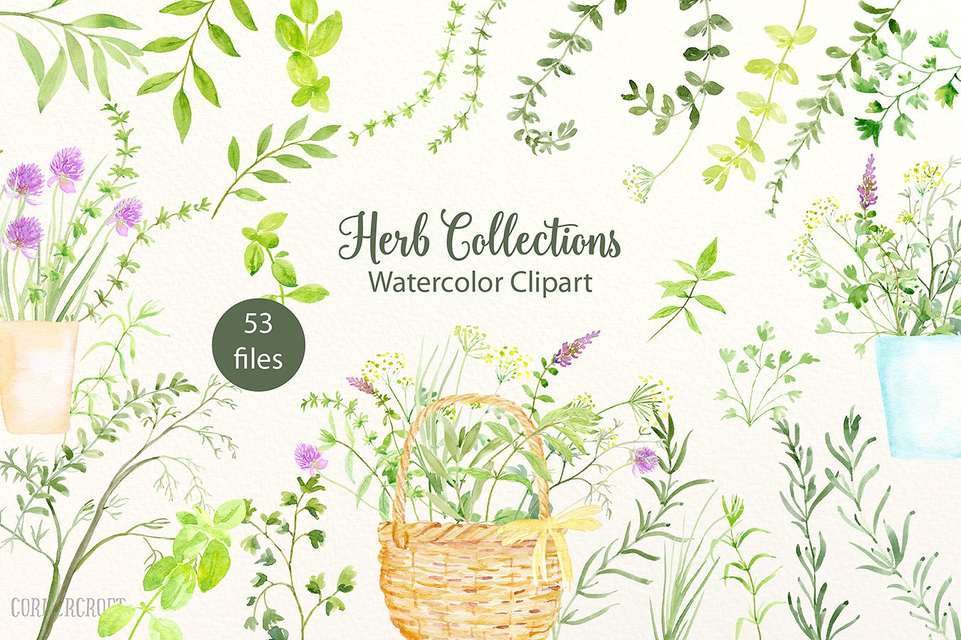 Watercolour Herb Illustration