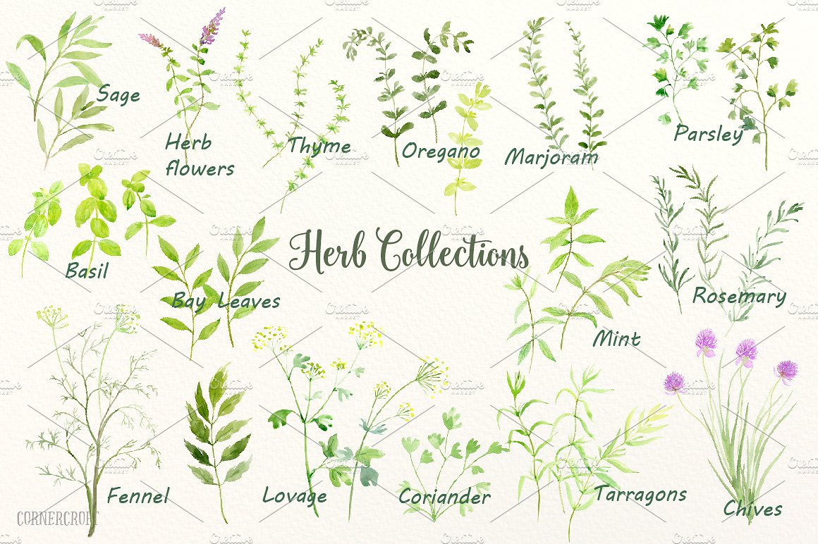 Watercolour Herb Illustration